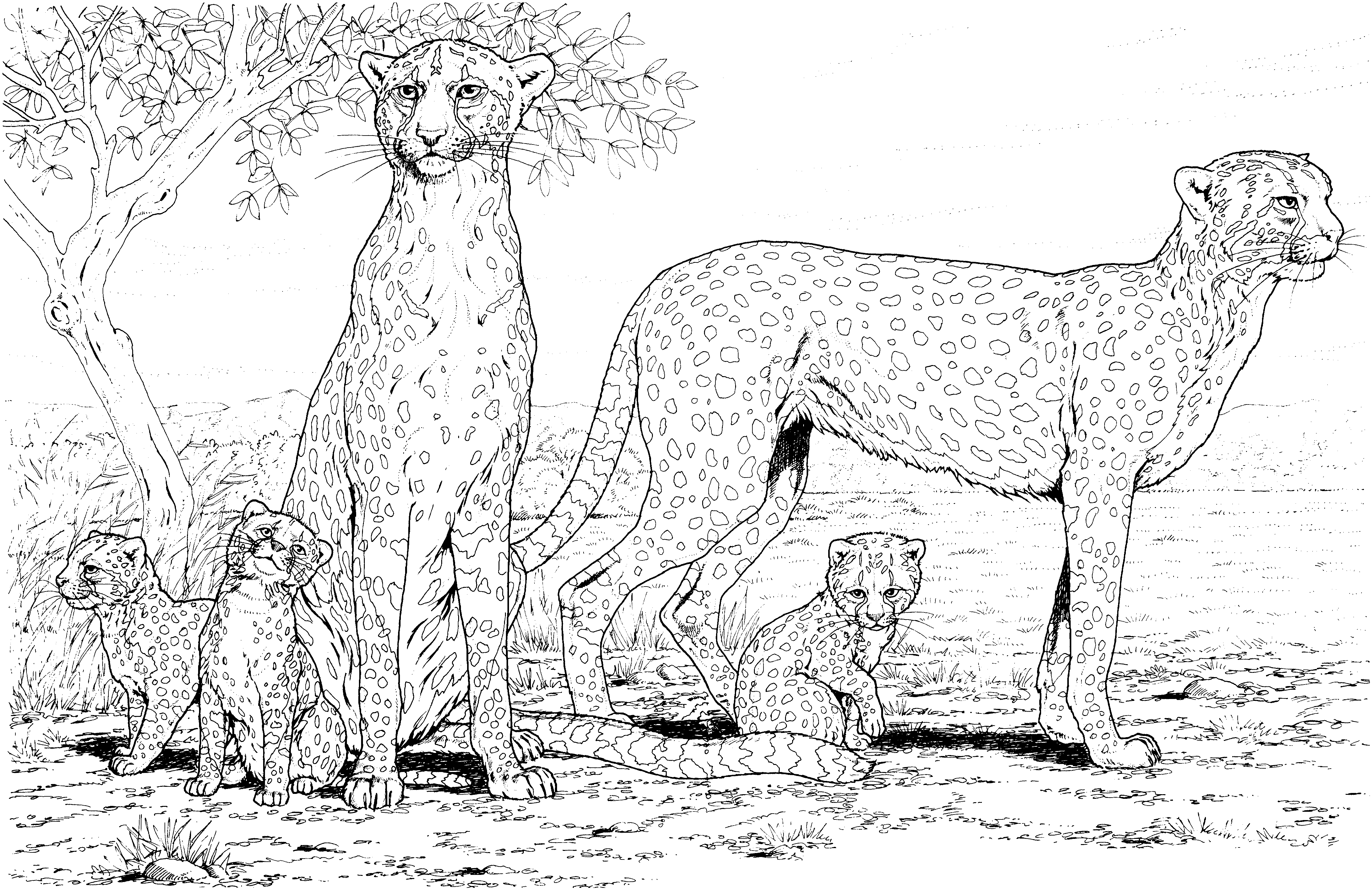 cheetah pictures to print free cheetah coloring pages print pictures to cheetah 
