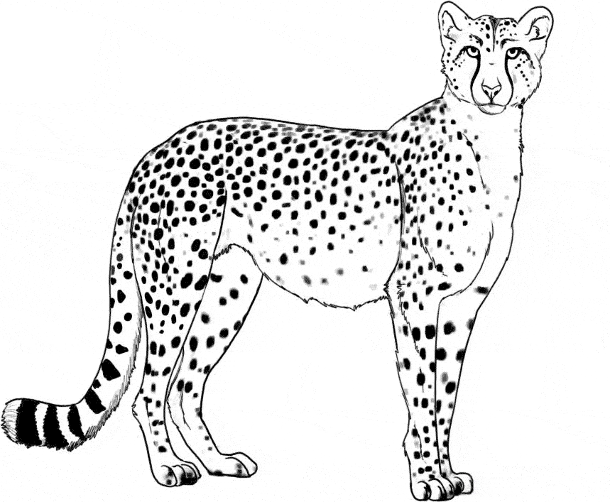 cheetah pictures to print printable cheetah coloring pages for kids cool2bkids pictures to print cheetah 
