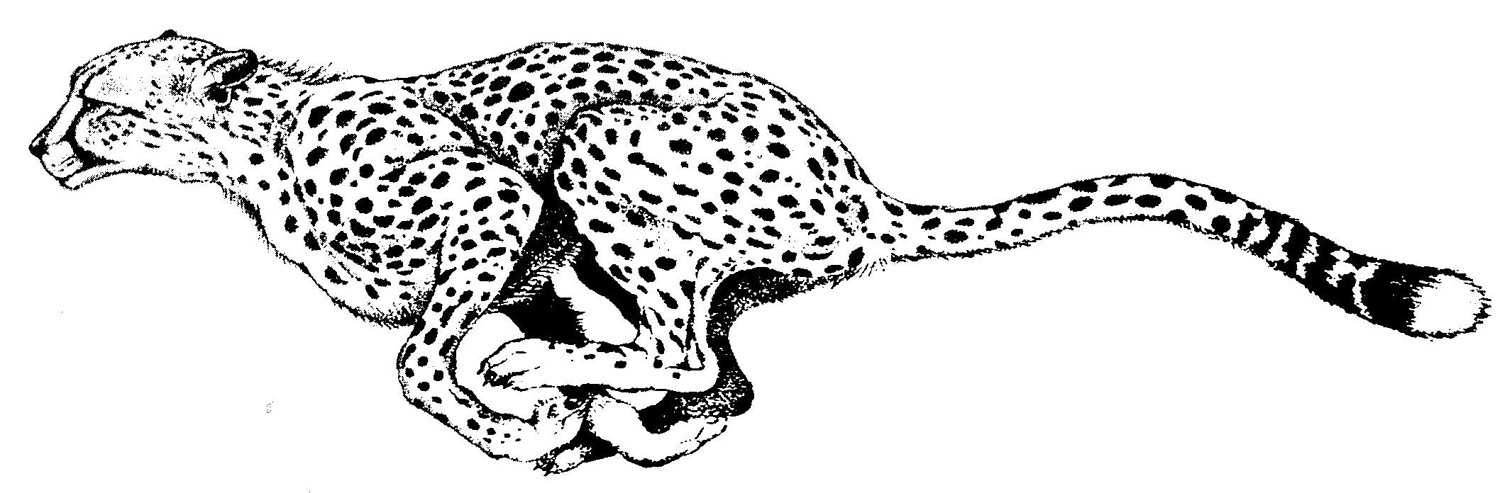 cheetah pictures to print printable cheetah coloring pages for kids cool2bkids print pictures to cheetah 