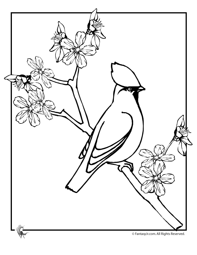 cherry blossom coloring pages bird on cherry blossom branch coloring page woo jr pages coloring blossom cherry 