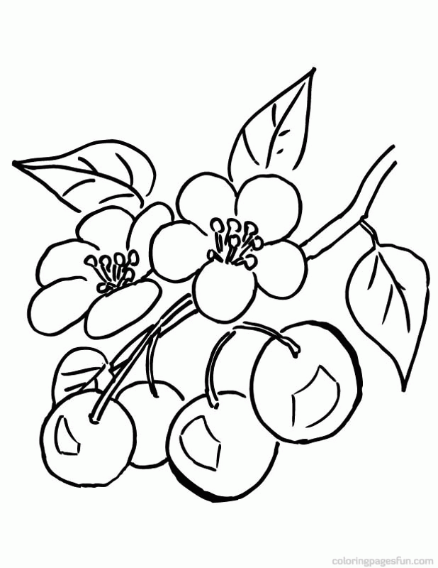 cherry blossom coloring pages cherry blossom coloring pages coloring home pages blossom coloring cherry 