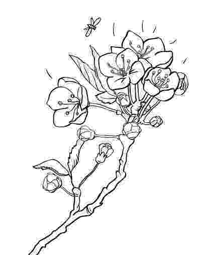 cherry blossom coloring pages printable cherry blossom coloring page free pdf download coloring blossom pages cherry 