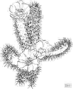 christmas cactus coloring page potted cacti cactus plants colouring page rubber stamp coloring christmas page cactus 