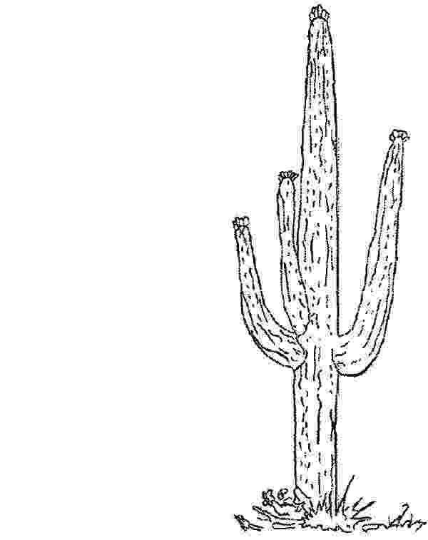 christmas cactus coloring page smart ideas cactus coloring page printable pages for kids christmas page cactus coloring 