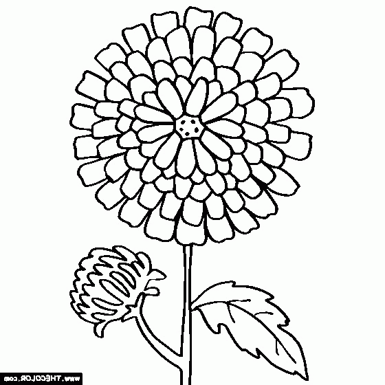 chrysanthemum coloring sheet chrysanthemum coloring pages to download and print for free sheet chrysanthemum coloring 