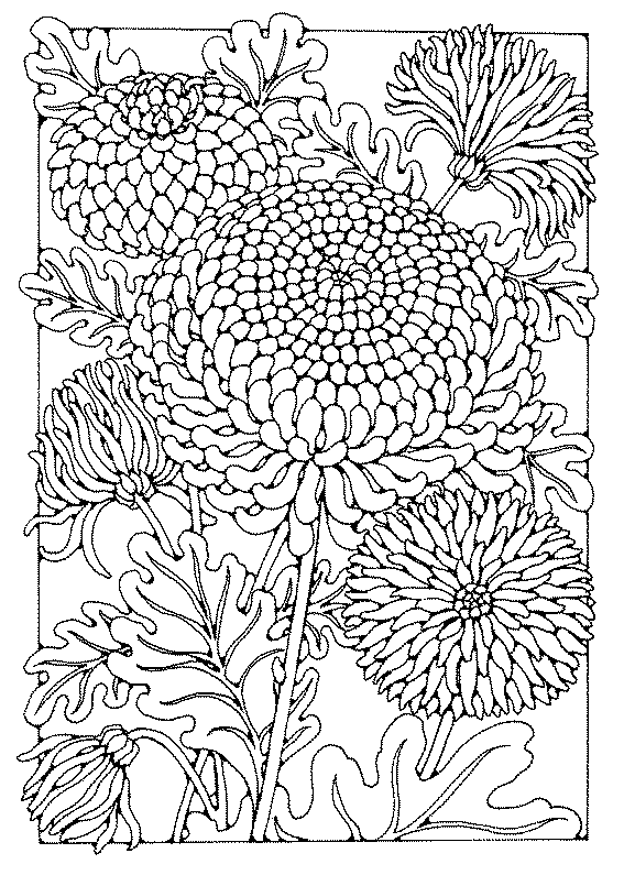 chrysanthemum coloring sheet chrysanthemum coloring pages to download and print for free sheet chrysanthemum coloring 1 1