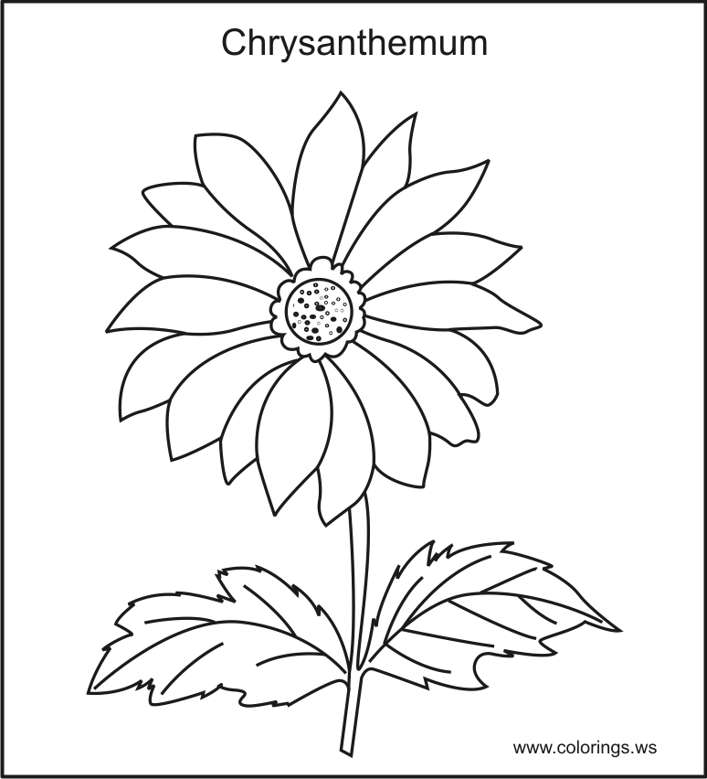 chrysanthemum coloring sheet coloring pages coloring pages chrysanthemum printable sheet coloring chrysanthemum 