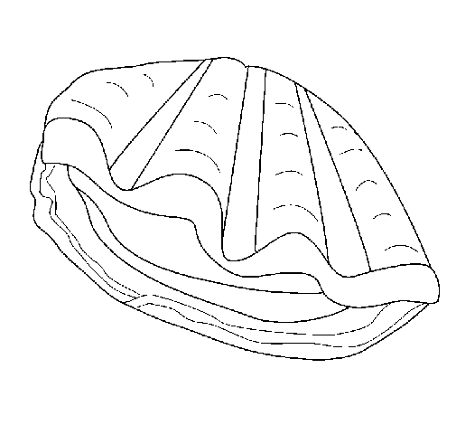 clam coloring page clam coloring pages getcoloringpagescom coloring page clam 