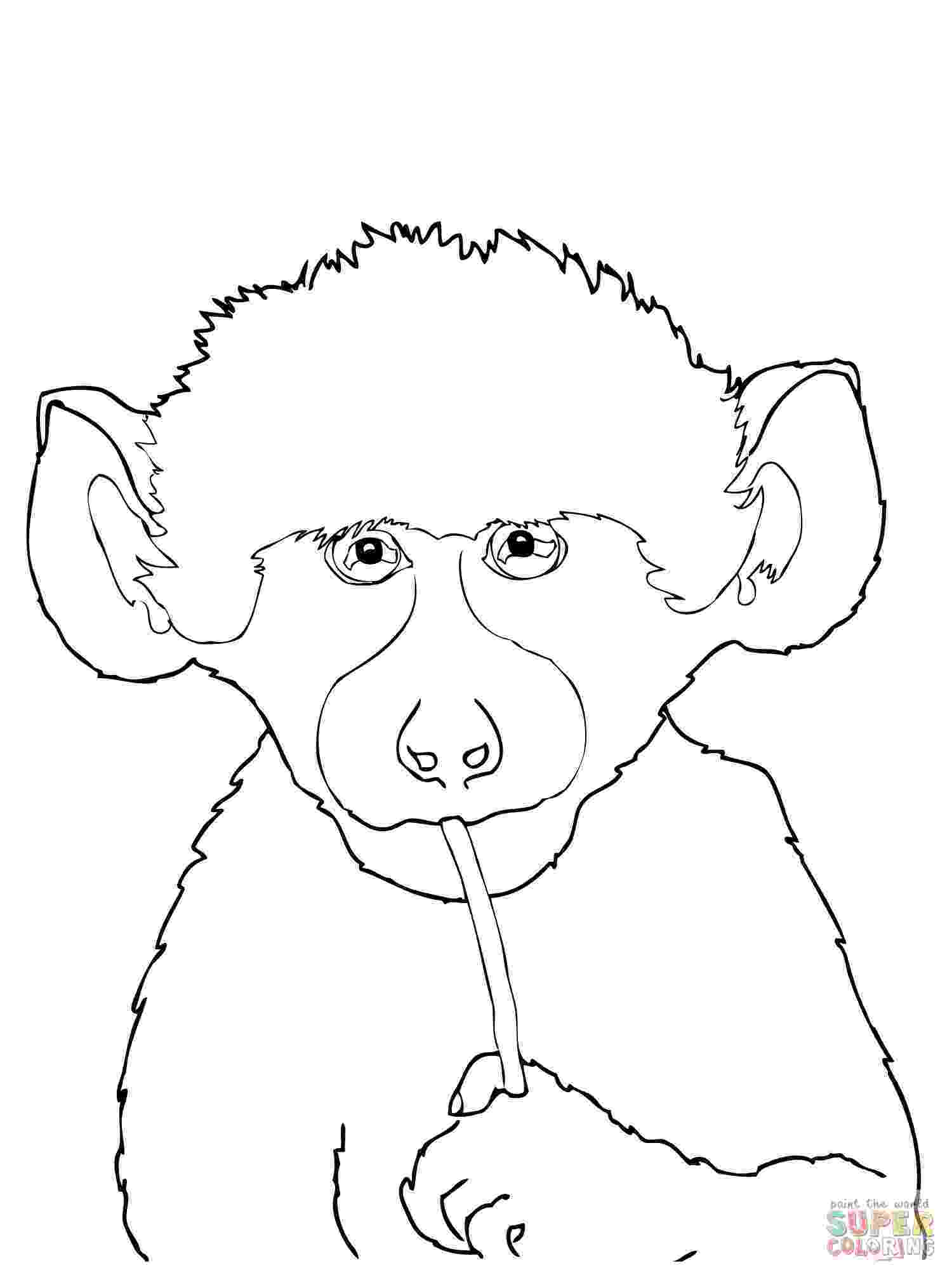 color page baboon coloring pages download and print for free page color 
