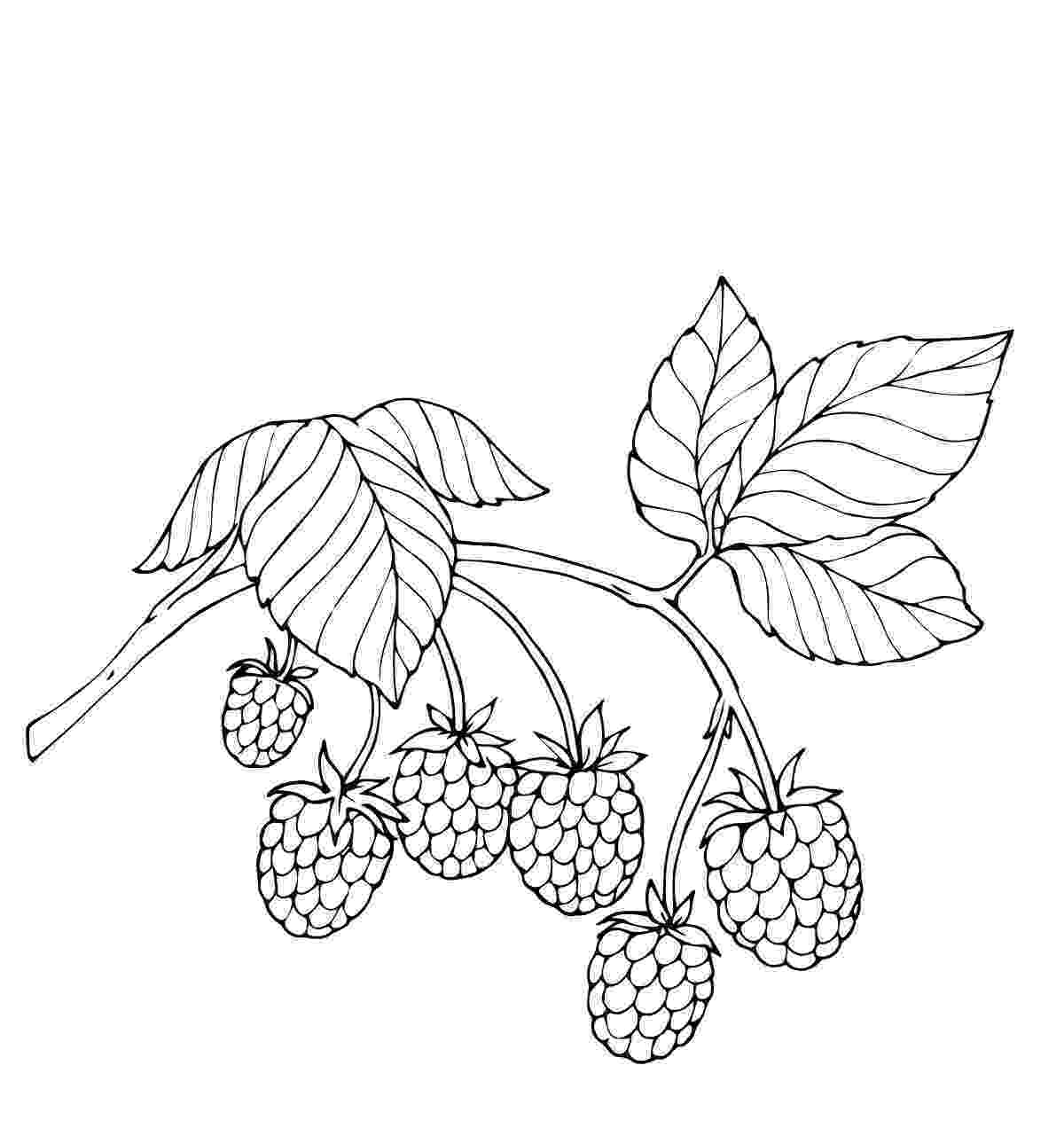 color page berries coloring pages to download and print for free color page 