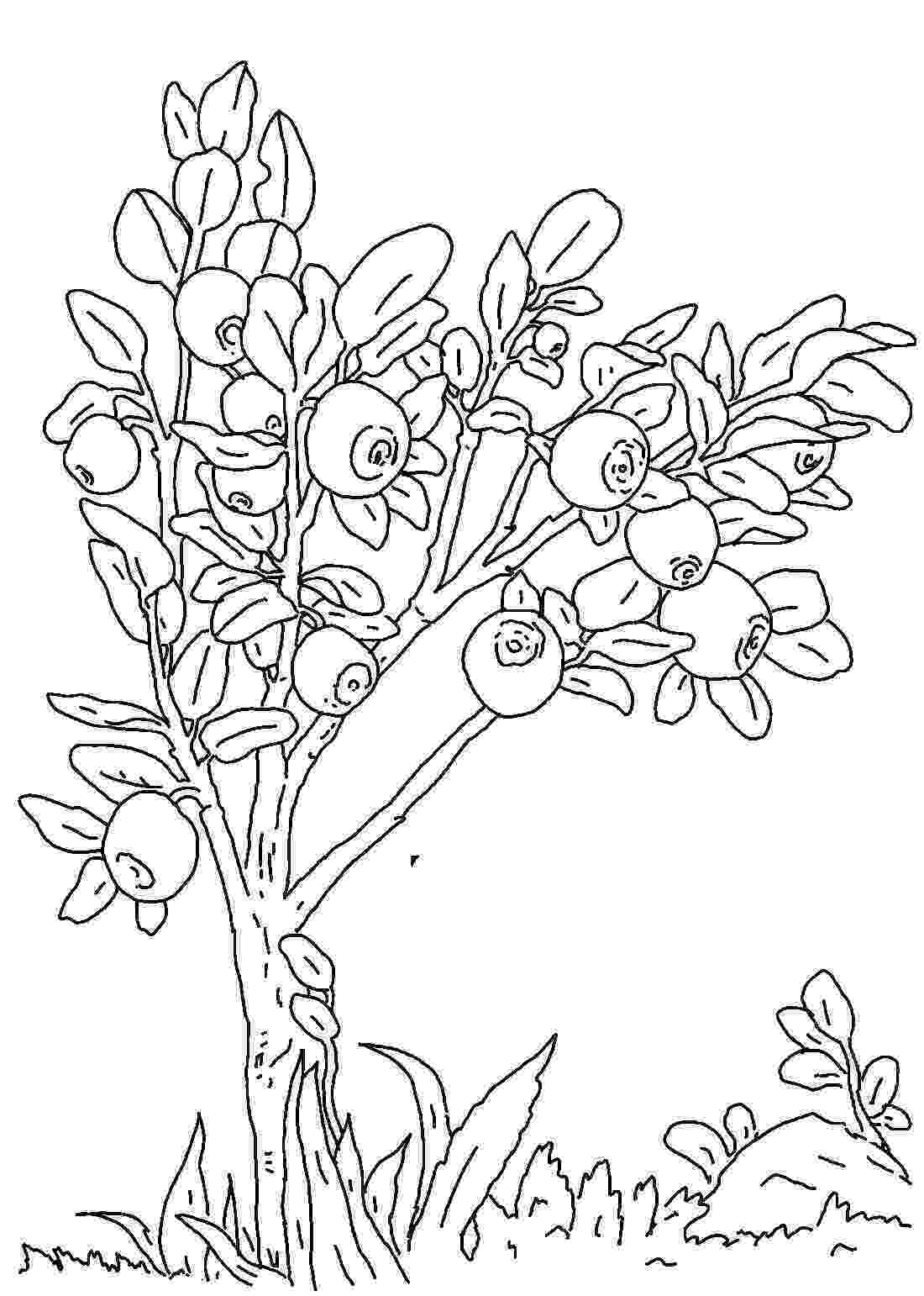 color page blueberries coloring pages to download and print for free page color 
