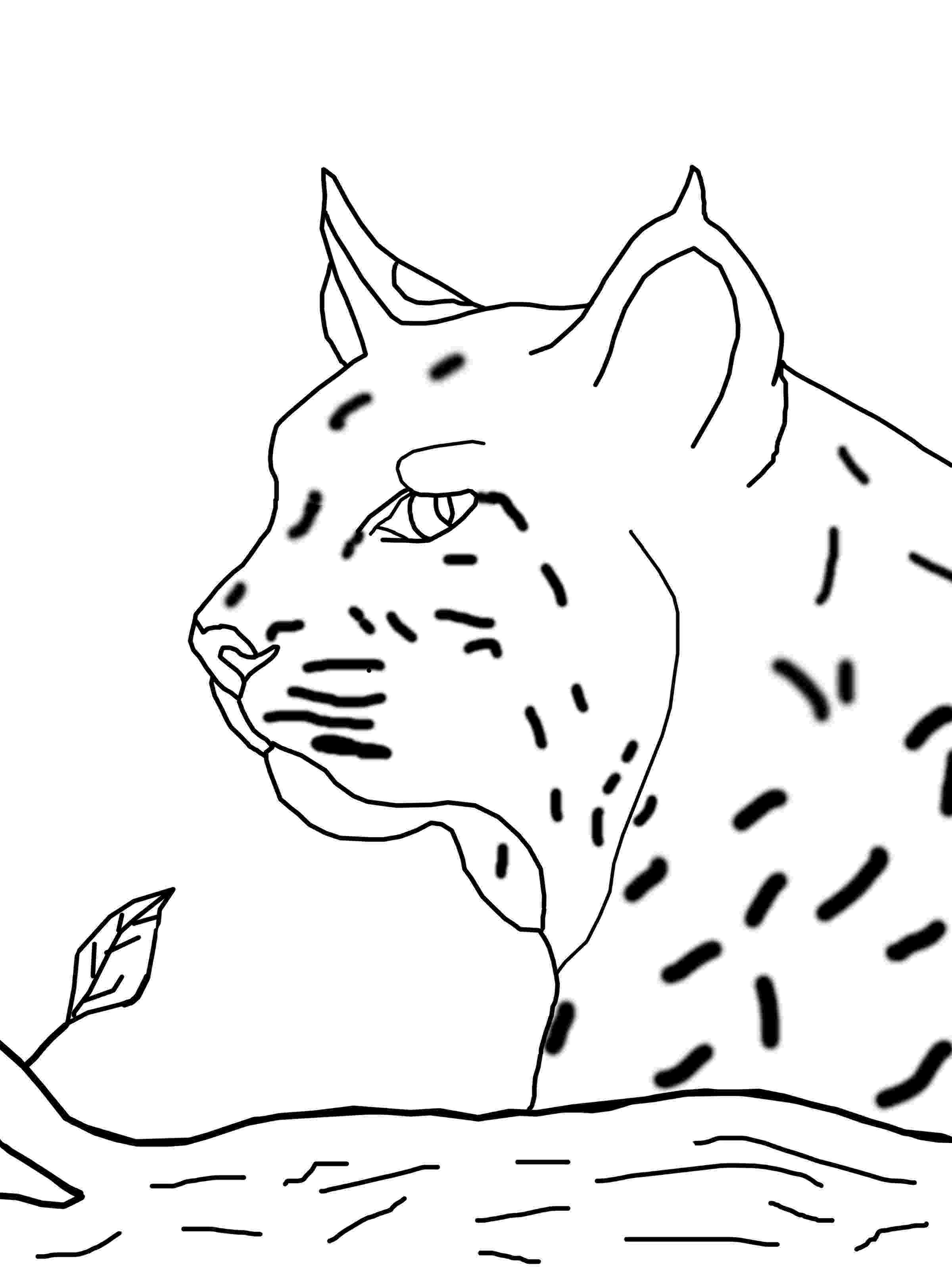color page bobcat coloring pages to download and print for free page color 