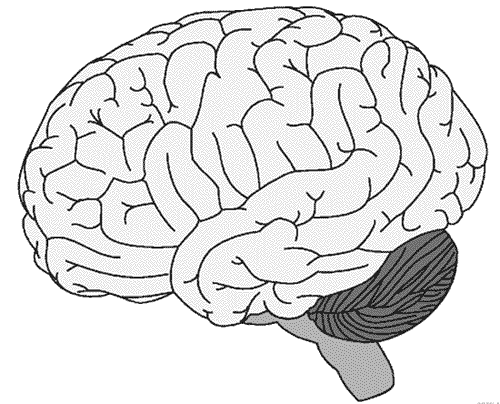 color pictures of the brain brain clipart etc of color brain the pictures 