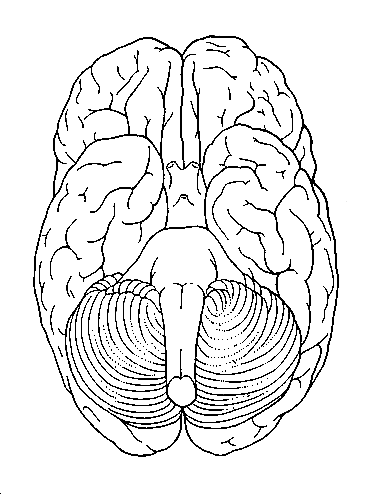 color pictures of the brain brain coloring page coloringcrewcom the of pictures color brain 