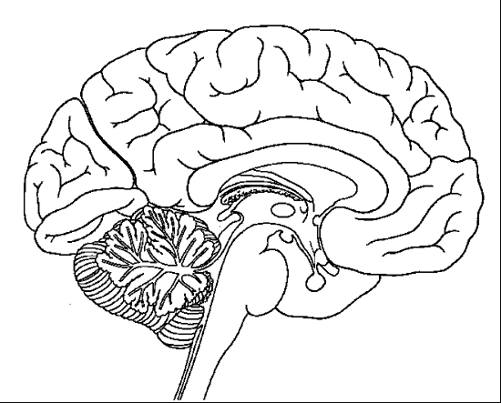 color pictures of the brain human brain coloring page free printable coloring pages pictures of the brain color 