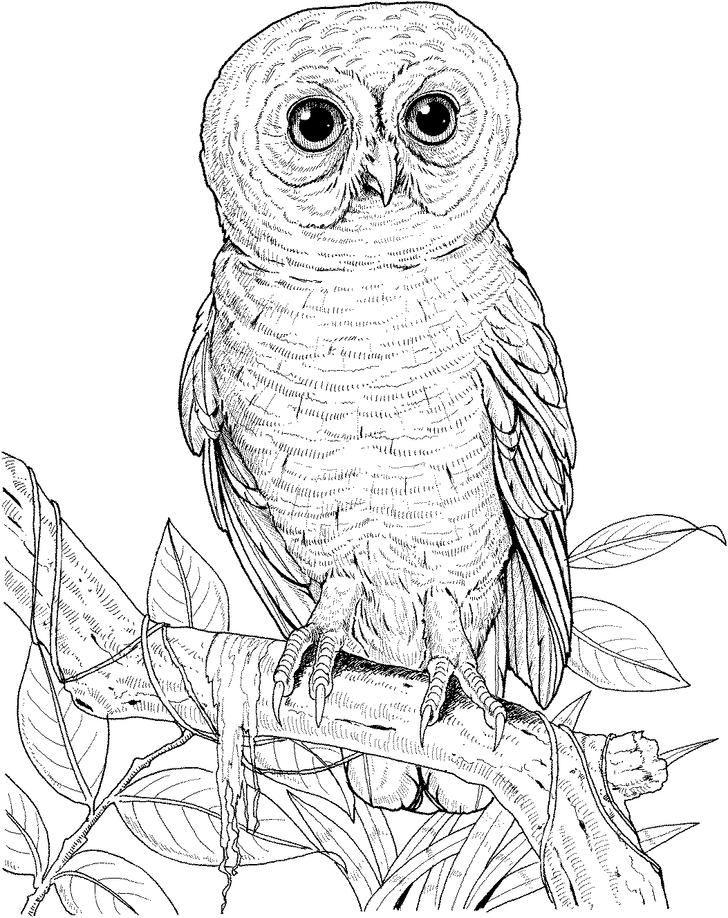 colored pictures of owls owl with rose coloring page free printable coloring pages of colored pictures owls 