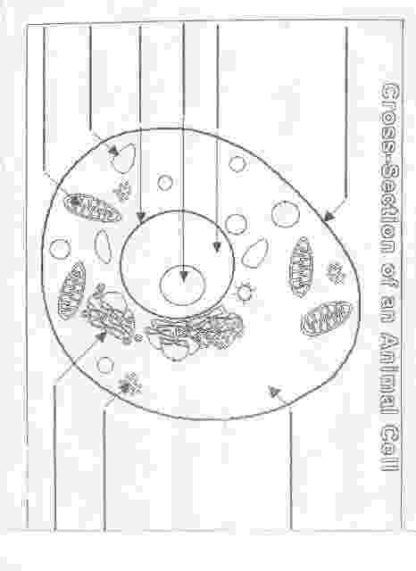 coloring animal cell diagram animal cell coloring page animal coloring cell diagram 
