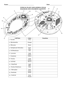 coloring animal cell diagram animal cell free printable to label color kidcoursescom cell animal diagram coloring 