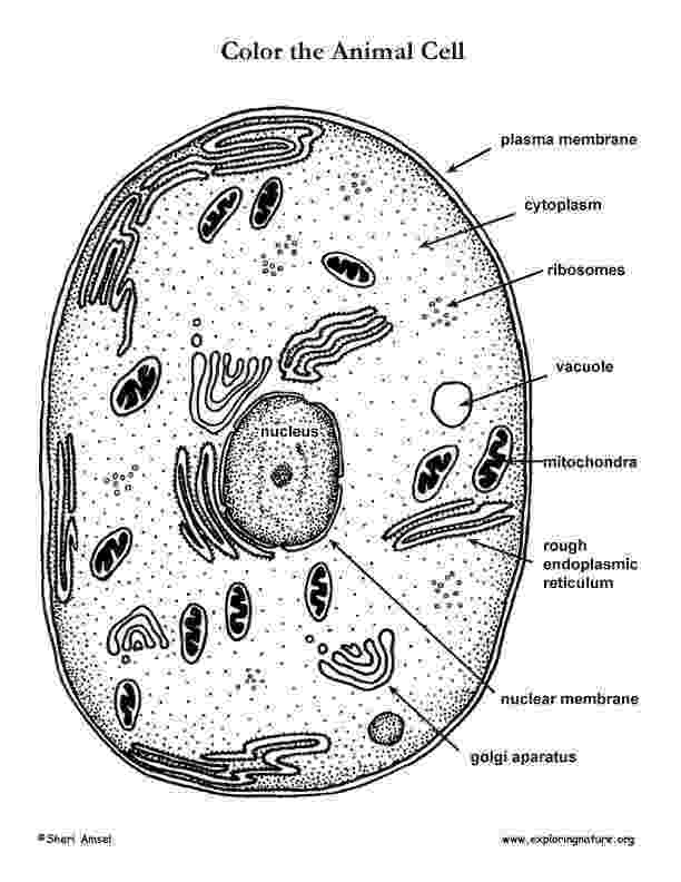 coloring animal cell diagram cell coloring page coloring home coloring animal diagram cell 