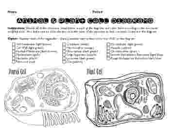 coloring animal cell diagram coloring pages and worksheets ask a biologist cell diagram animal coloring 