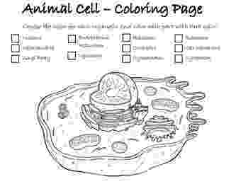 coloring animal cell diagram diagram animal cell coloring pages free printable animal diagram coloring cell 