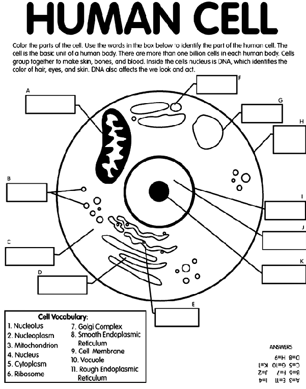 coloring animal cell diagram human cell coloring page crayolacom cell animal diagram coloring 