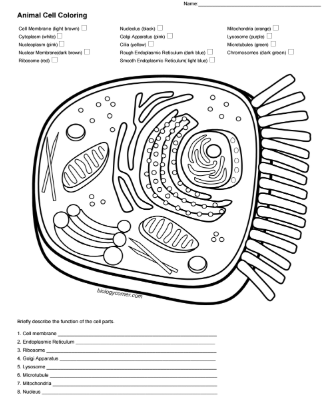 coloring animal cell diagram plant and animal cell coloring page by the science sleuth animal coloring diagram cell 