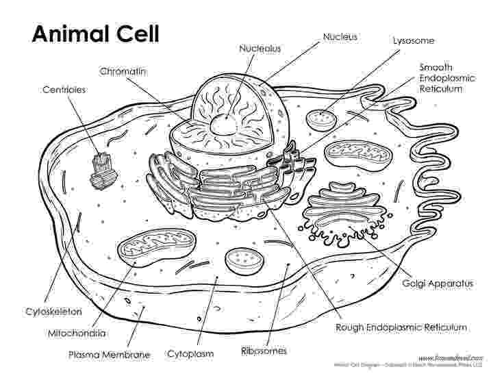 coloring animal cell diagram plant cell coloring diagram worksheet answers science diagram coloring animal cell 