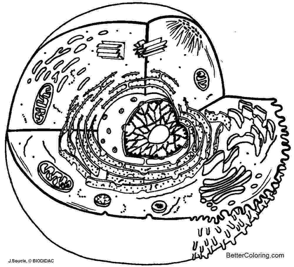 coloring animal cell diagram plant cell studyrescom animal coloring diagram cell 