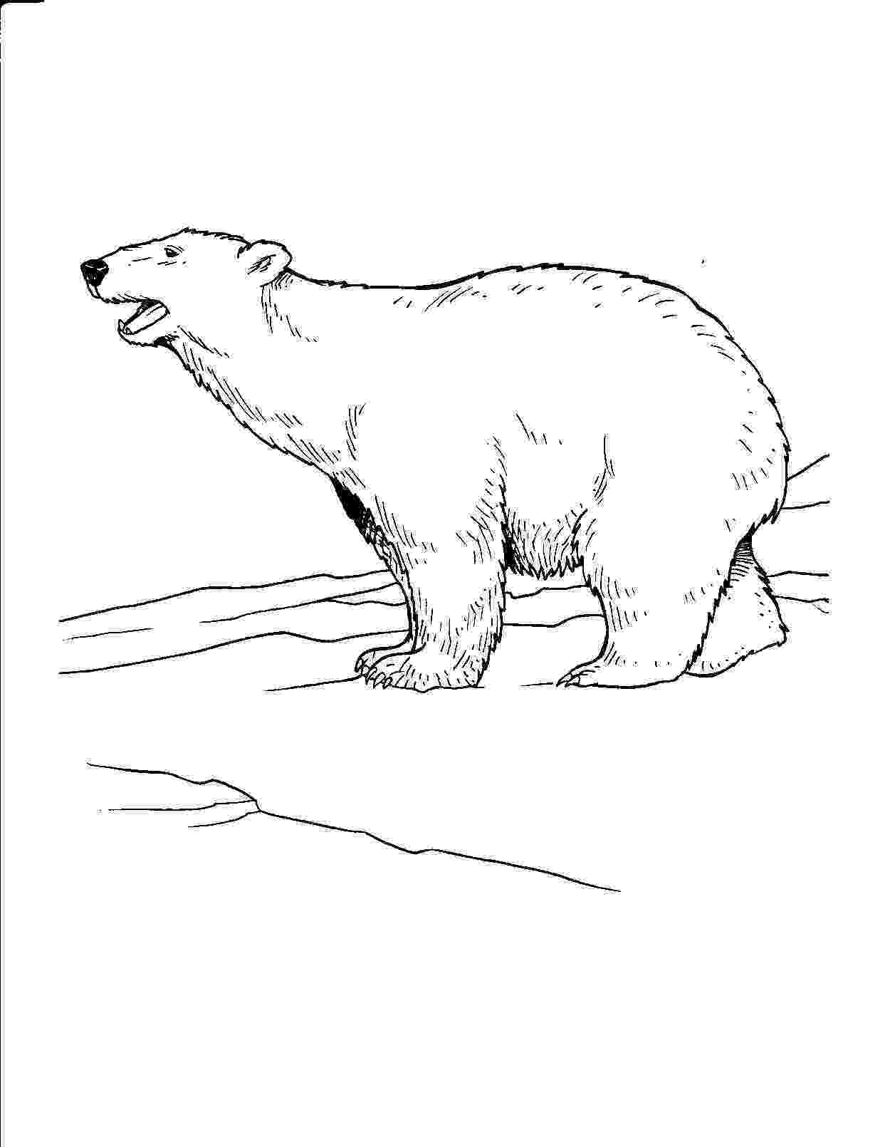 coloring book polar bear free printable polar bear coloring pages for kids coloring polar bear book 