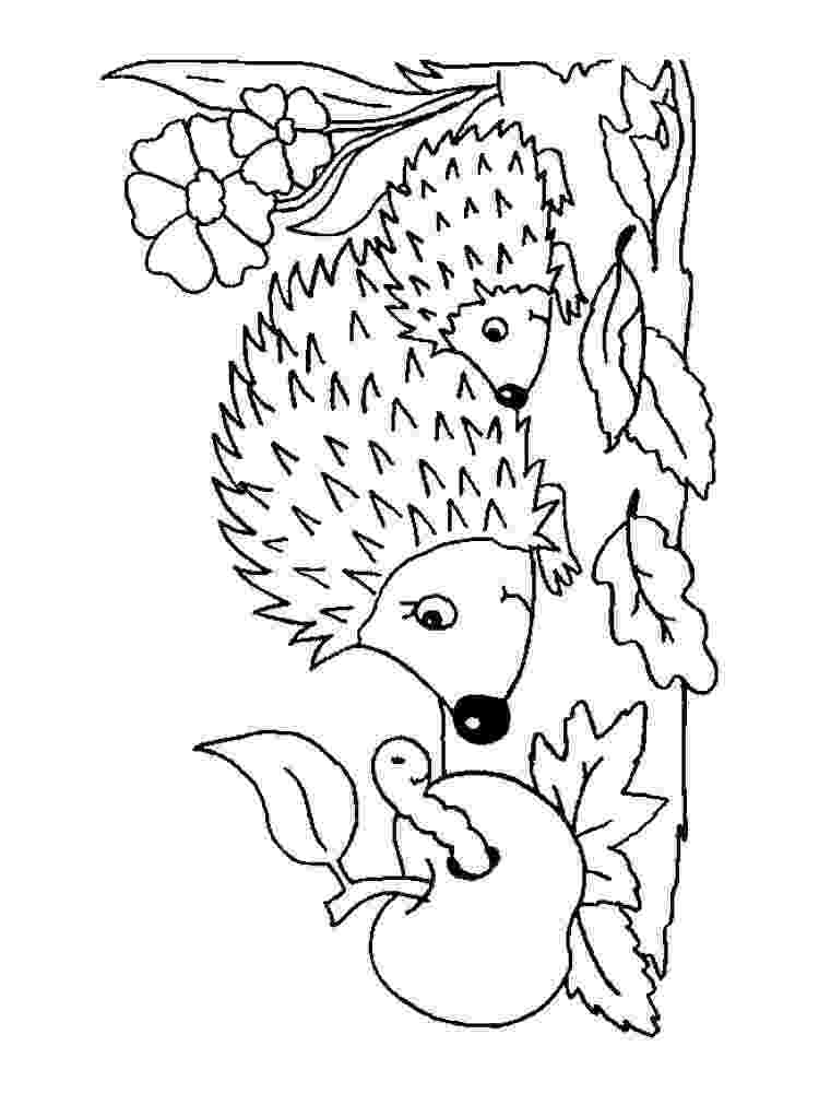 coloring hedgehog hedgehog coloring page free printable coloring pages coloring hedgehog 