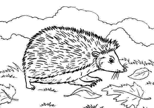 coloring hedgehog hedgehog coloring pages download and print hedgehog coloring hedgehog 1 1