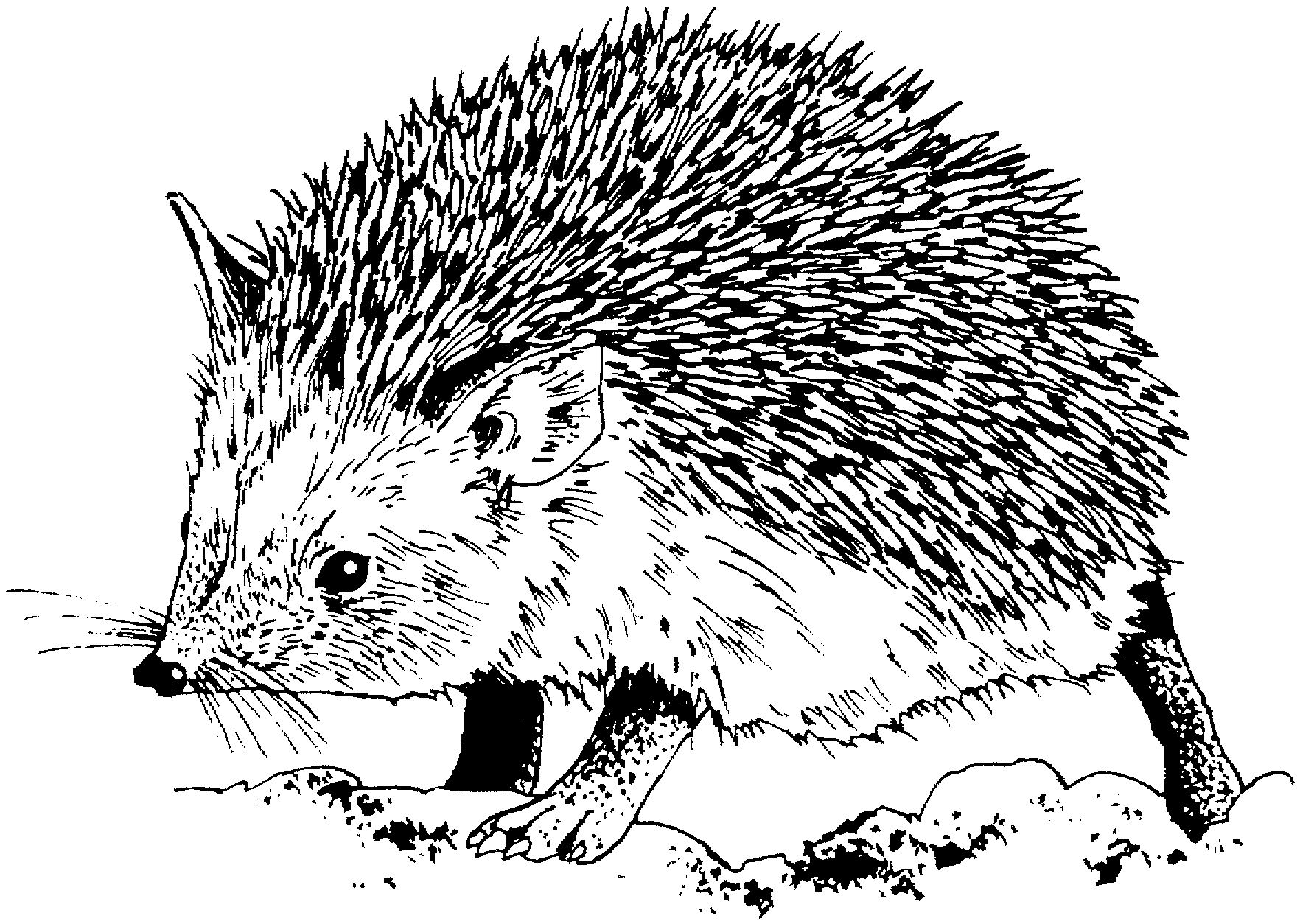 coloring hedgehog hedgehog coloring pages to download and print for free coloring hedgehog 