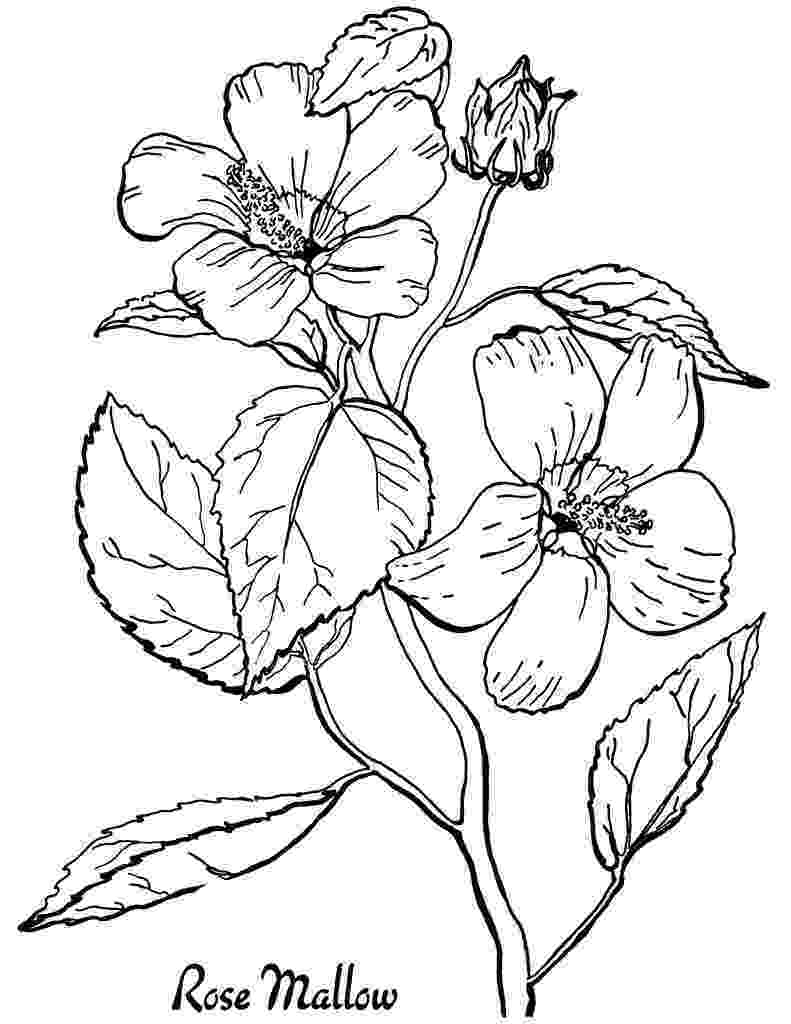 coloring images of flowers 10 floral adult coloring pages the graphics fairy flowers of coloring images 
