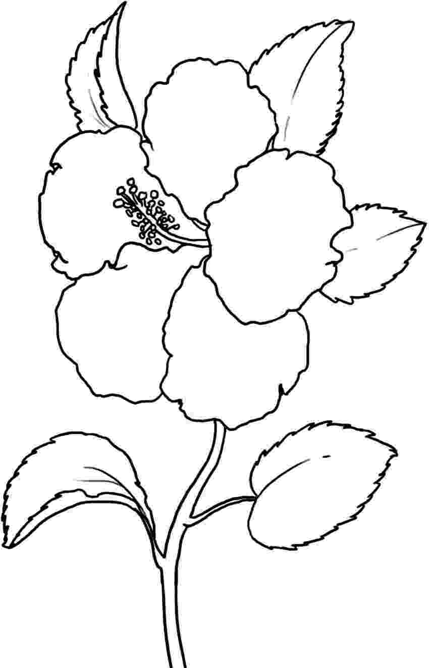coloring images of flowers marigold flower coloring pages download and print images flowers of coloring 