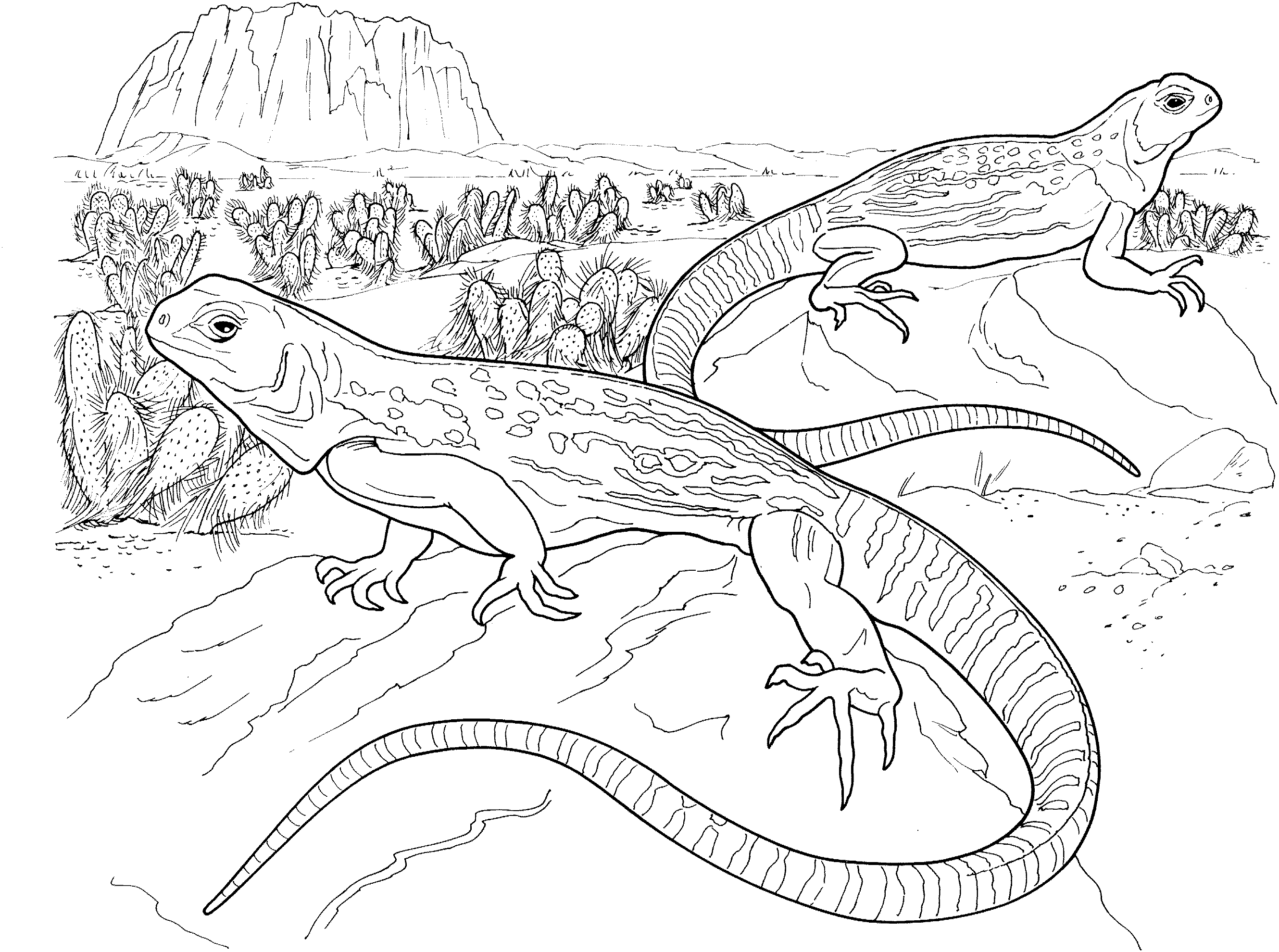 coloring page lizard free lizard coloring pages coloring page lizard 