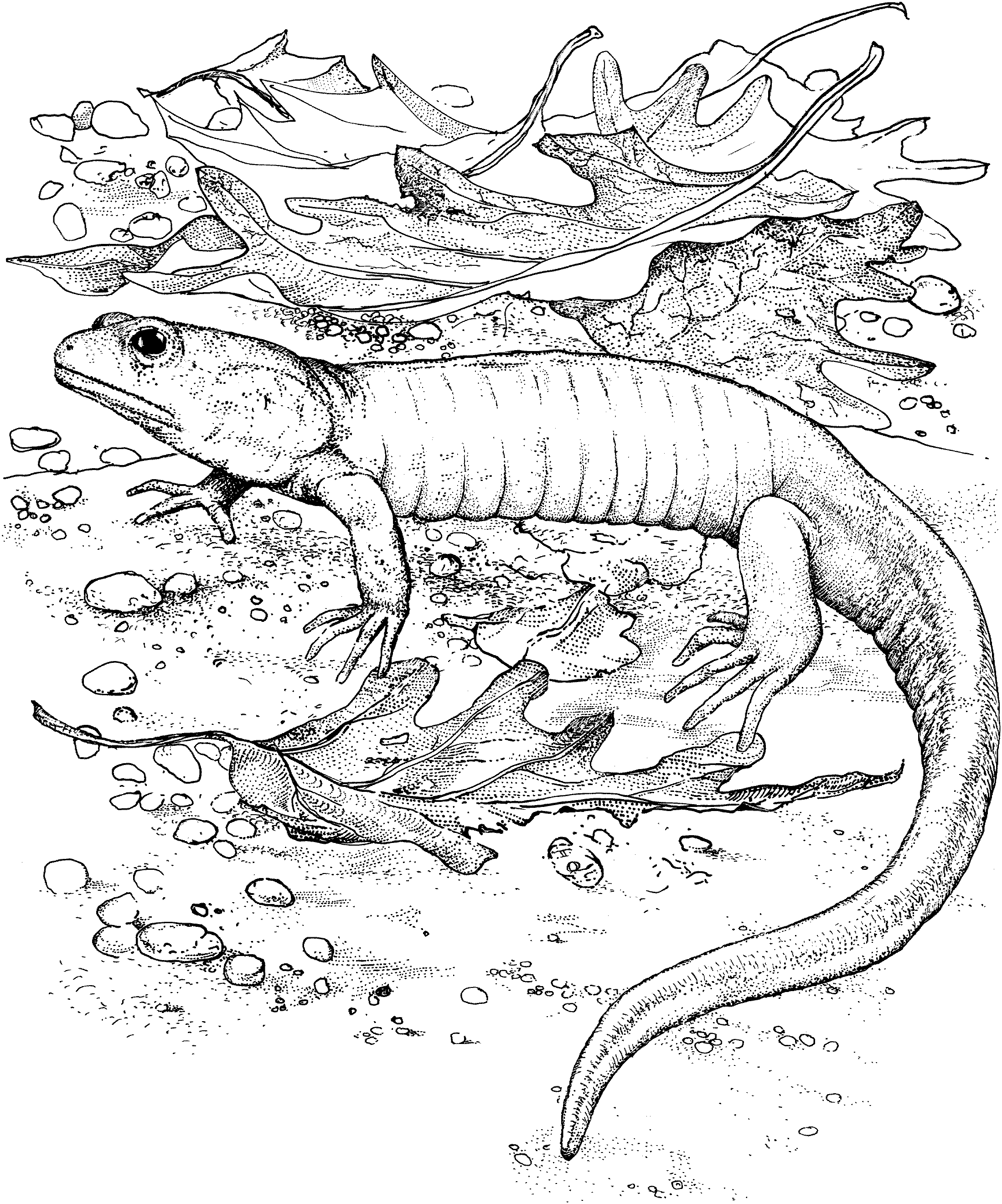 coloring page lizard iguana lizard coloring pages download print online lizard page coloring 