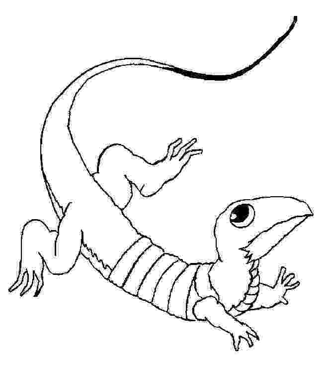 coloring page lizard wild life lizard coloring pages download print online lizard coloring page 
