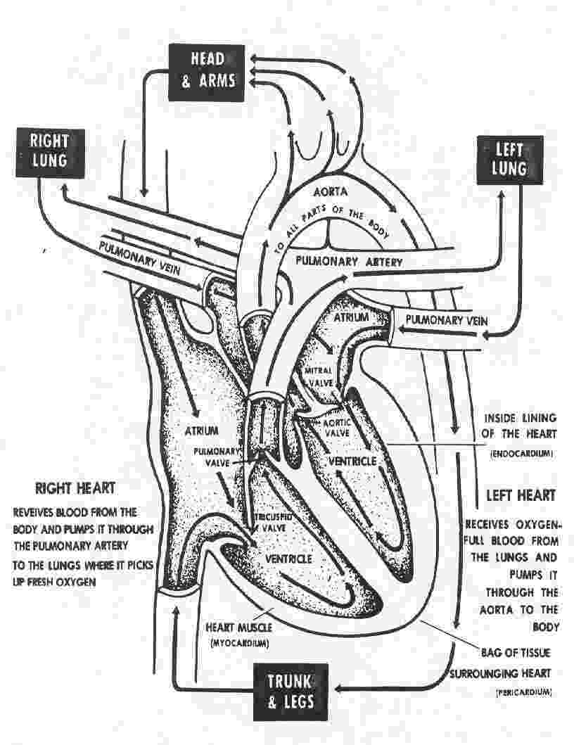 coloring pages circulatory system 1 2 the heart pages system coloring circulatory 