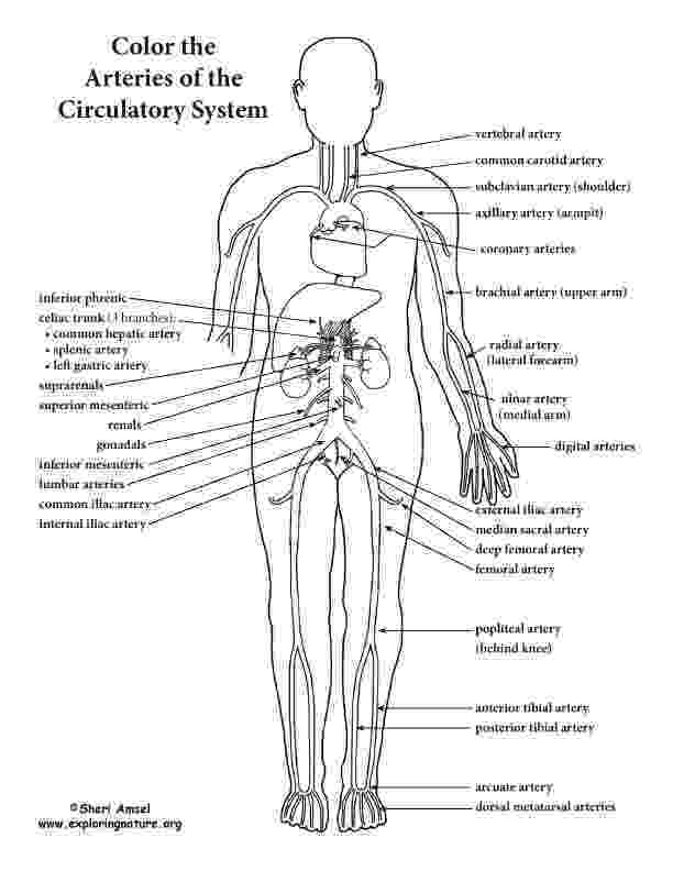 coloring pages circulatory system blood vessels advanced coloring page pages system coloring circulatory 