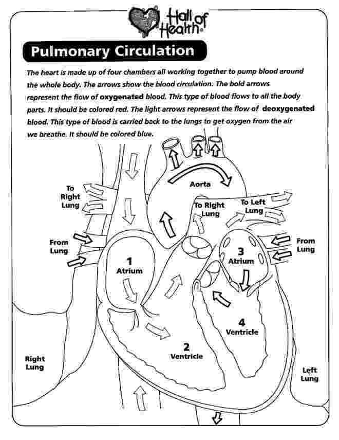 coloring pages circulatory system coloring maze and human body on pinterest pages coloring circulatory system 