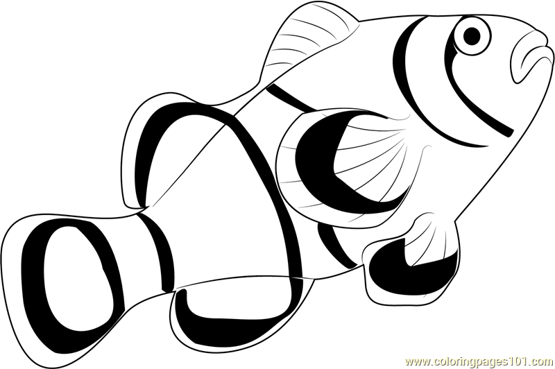 coloring pages clown fish clown fish clipart black and white free download best clown coloring fish pages 