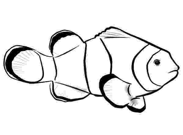 coloring pages clown fish clownfish coloring pages download and print clownfish clown coloring fish pages 