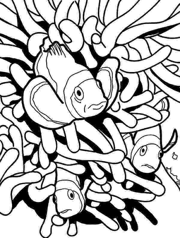 coloring pages clown fish picture of clown fish coloring pages best place to color clown fish pages coloring 