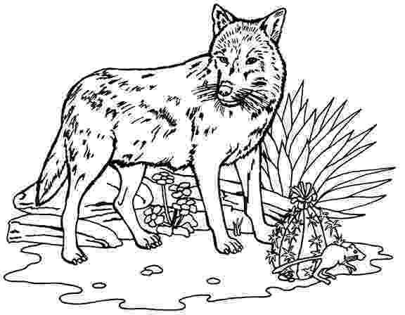 coloring pages of a wolf stylish wolf coloring page free printable coloring pages pages coloring wolf of a 