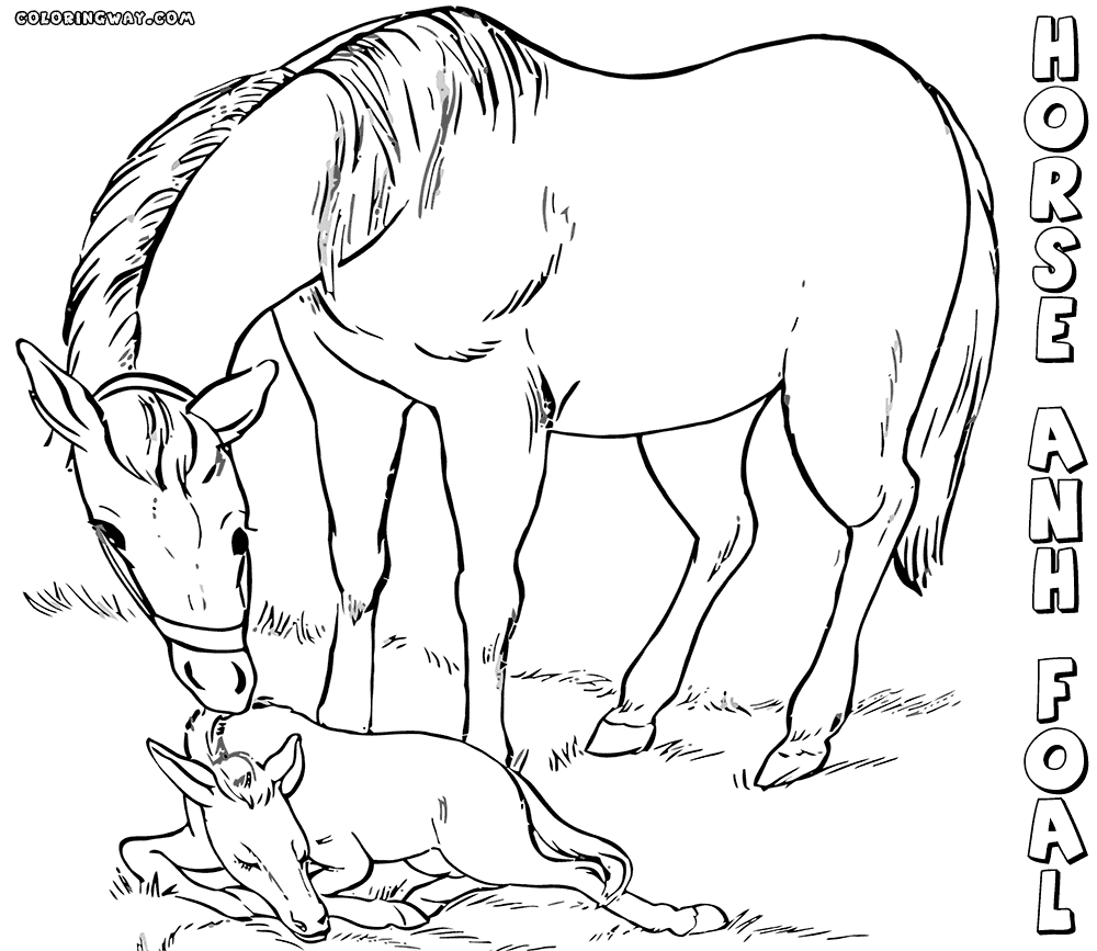 coloring pages of baby horses baby horse coloring pages coloring pages to download and pages horses of baby coloring 