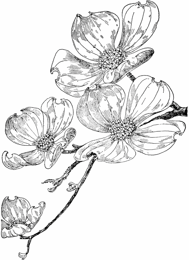 coloring pages of dogwood flowers 1000 images about dogwood flowers on pinterest dogwood flowers of coloring pages 