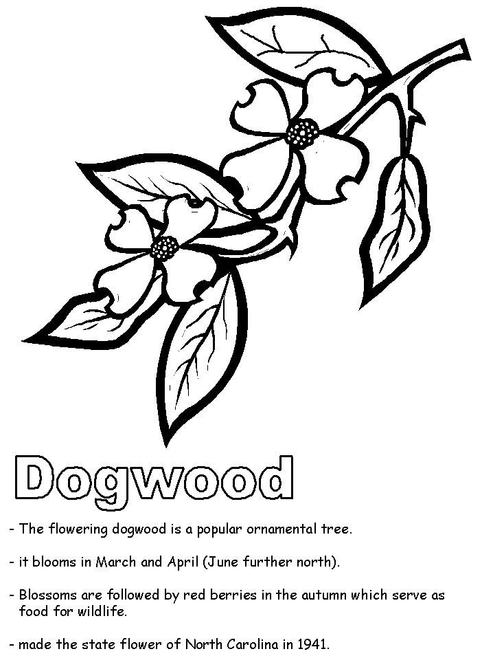 coloring pages of dogwood flowers american dogwood coloring page dogwood flowers of coloring pages 