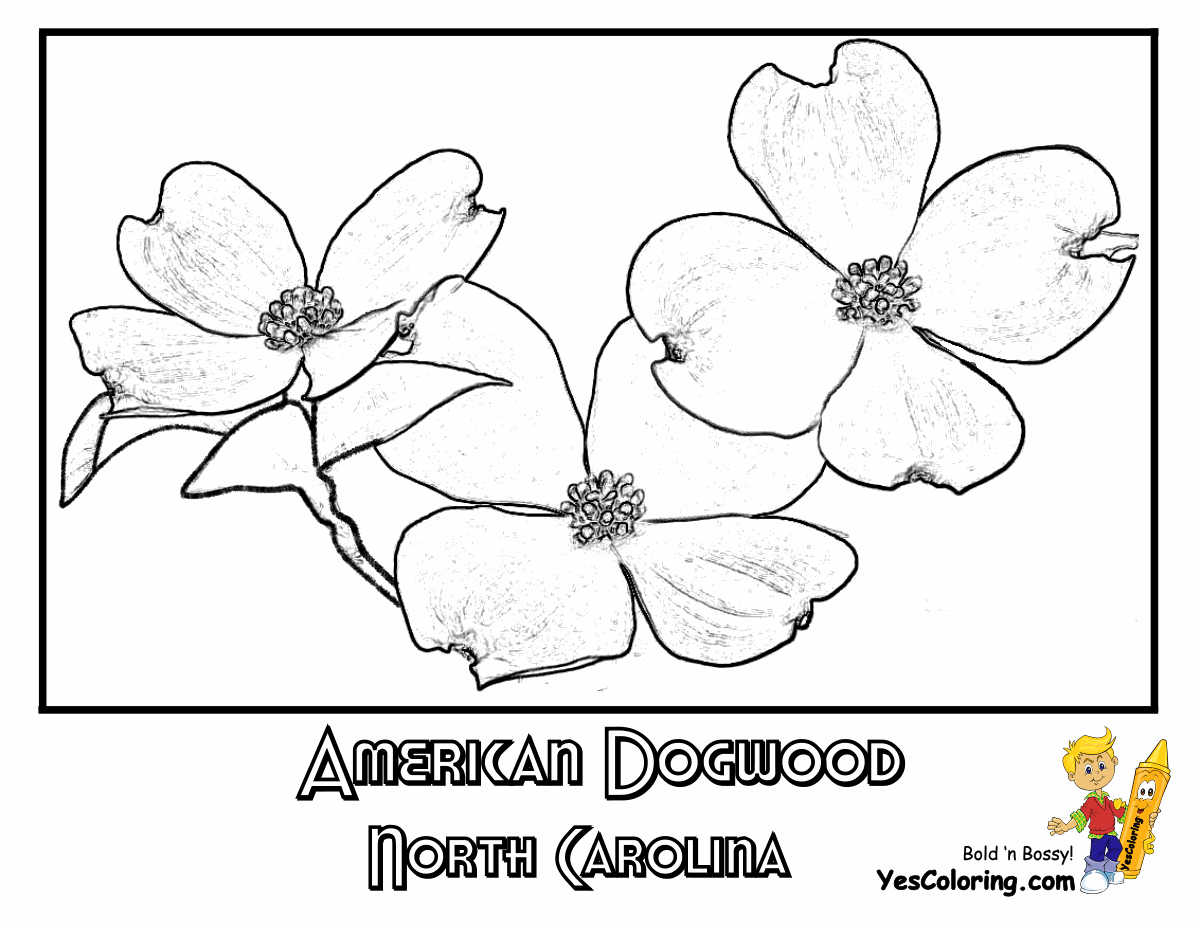 coloring pages of dogwood flowers dogwood coloring page of dogwood coloring flowers pages 