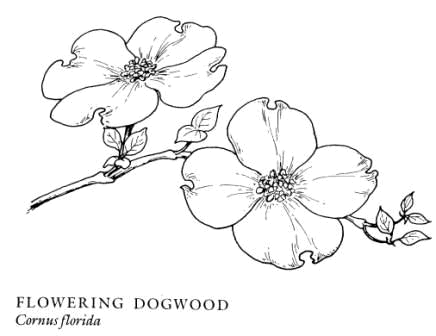 coloring pages of dogwood flowers dogwood mandala to color fabric kimmiles spoonflower pages dogwood flowers of coloring 